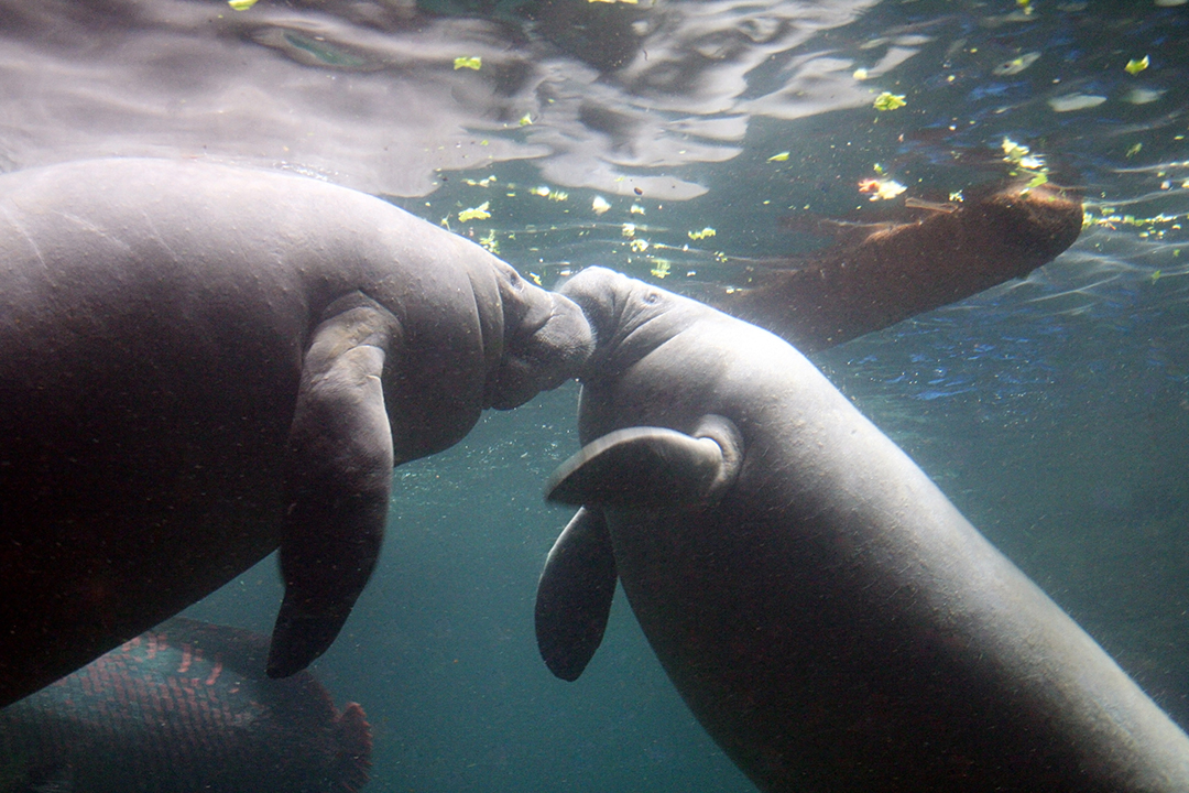 Now a 501(c)3, Save the Manatees started its mission as a fiscally sponsored project of the Florida Audubon Society.sponsored project.